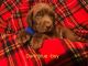 Labrador Retriever Puppies for sale in Lewiston, ID 83501, USA. price: $1,100