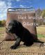 Labrador Retriever Puppies for sale in Smiths Grove, KY 42171, USA. price: $400
