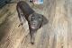 Labrador Retriever Puppies for sale in Lisle, IL, USA. price: NA