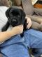 Labrador Retriever Puppies for sale in New Bethlehem, PA 16242, USA. price: $900