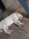 Labrador Retriever Puppies for sale in Shirur, Maharashtra 412210, India. price: 5000 INR