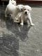 Labrador Retriever Puppies for sale in Sungam, Ramanathapuram, Tamil Nadu 641045, India. price: 12000 INR