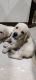 Labrador Retriever Puppies for sale in Eluru, Andhra Pradesh, India. price: 15000 INR