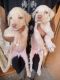 Labrador Retriever Puppies for sale in Koramangala, Bengaluru, Karnataka, India. price: NA