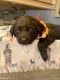 Labrador Retriever Puppies for sale in Corbin, KY 40701, USA. price: $300