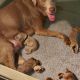 Labrador Retriever Puppies for sale in Toledo, OH, USA. price: $1,000