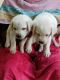Labrador Retriever Puppies for sale in Punkunnam, Thrissur, Kerala, India. price: 10000 INR