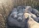 Labrador Retriever Puppies for sale in Gladwin, MI 48624, USA. price: $1,300
