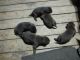 Labrador Retriever Puppies for sale in Providence, NC 27909, USA. price: $800