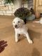 Labrador Retriever Puppies for sale in Hayneville, AL 36040, USA. price: NA