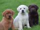 Labrador Retriever Puppies for sale in California City, CA, USA. price: $720