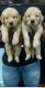 Labrador Retriever Puppies for sale in Krishna Nagar, New Delhi, Delhi 110051, India. price: 25000 INR