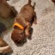 Labrador Retriever Puppies for sale in Toledo, OH, USA. price: $1,100