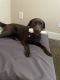 Labrador Retriever Puppies for sale in 23922 Conestoga Ave, Murrieta, CA 92562, USA. price: NA