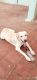 Labrador Retriever Puppies for sale in StepsStone Harinivas, Varadharajapuram, Tamil Nadu 603202, India. price: 10000 INR