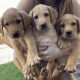 Labrador Retriever Puppies for sale in Ephrata, PA 17522, USA. price: $850