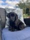 Labrador Retriever Puppies for sale in Stuart, FL 34997, USA. price: $1,000