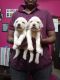 Labrador Retriever Puppies for sale in Vellore, Tamil Nadu, India. price: 10000 INR