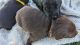Labrador Retriever Puppies for sale in Chino Valley, AZ, USA. price: $700