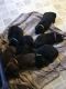 Labrador Retriever Puppies for sale in Clarksville, TN, USA. price: NA