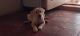Labrador Retriever Puppies for sale in Vinukonda, Andhra Pradesh 522647, India. price: 8000 INR