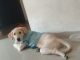 Labrador Retriever Puppies for sale in New Panvel East, Panvel, Navi Mumbai, Maharashtra 410206, India. price: 7000 INR