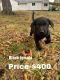 Labrador Retriever Puppies for sale in Concord, NC, USA. price: NA