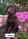 Labrador Retriever Puppies for sale in Nathalie, VA 24577, USA. price: NA