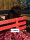 Labrador Retriever Puppies for sale in Nathalie, VA 24577, USA. price: NA
