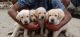 Labrador Retriever Puppies for sale in Ashok Nagar, Chennai, Tamil Nadu, India. price: 7000 INR