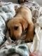 Labrador Retriever Puppies for sale in Orlando, FL, USA. price: $350