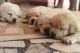 Labrador Retriever Puppies for sale in Udayamperoor, Thrippunithura, Ernakulam, Kerala, India. price: 11000 INR