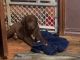 Labrador Retriever Puppies for sale in Portland, OR 97267, USA. price: $600