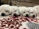 Labrador Retriever Puppies for sale in Ainsworth, NE 69210, USA. price: $1,200