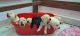 Labrador Retriever Puppies for sale in Narsingi - Puppalaguda Main Rd, Narsingi, Telangana, India. price: 12000 INR