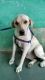 Labrador Retriever Puppies for sale in Jharsuguda, Odisha, India. price: 15000 INR