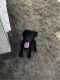 Labrador Retriever Puppies for sale in Dos Palos, CA 93620, USA. price: $600