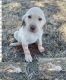 Labrador Retriever Puppies for sale in Nowata, OK 74048, USA. price: $300