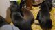 Labrador Retriever Puppies for sale in Elma, WA 98541, USA. price: NA