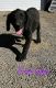 Labrador Retriever Puppies for sale in Mesa, ID 83643, USA. price: NA