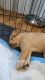 Labrador Retriever Puppies for sale in Porter, OK 74454, USA. price: $1,000