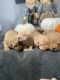 Labrador Retriever Puppies for sale in Wilmington, OH 45177, USA. price: NA