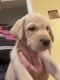 Labrador Retriever Puppies for sale in Camano, WA, USA. price: $1,500