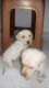 Labrador Retriever Puppies for sale in Anantapur, Andhra Pradesh, India. price: 15000 INR