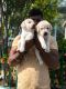 Labrador Retriever Puppies for sale in Ashok Nagar, Chennai, Tamil Nadu, India. price: 11999 INR
