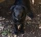 Labrador Retriever Puppies for sale in Athens, TN 37303, USA. price: $450