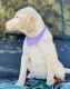 Labrador Retriever Puppies for sale in Silex, MO 63377, USA. price: $550