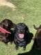 Labrador Retriever Puppies for sale in Batesburg-Leesville, SC, USA. price: $500