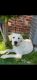 Labrador Retriever Puppies for sale in Alexandria, VA 22312, USA. price: NA