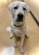 Labrador Retriever Puppies for sale in Harrodsburg, KY 40330, USA. price: $500